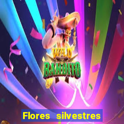 Flores silvestres brasileiras 25